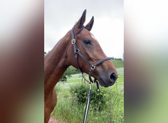 Holstein, Stallion, 5 years, 17 hh, Brown