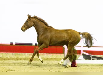 Holstein, Stallion, 6 years, 15.2 hh, Chestnut-Red