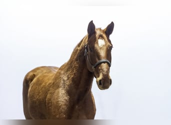 Holstein, Stallion, 6 years, 15,2 hh, Chestnut-Red