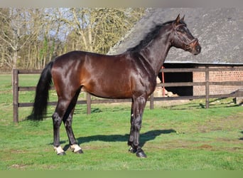 Holstein, Stallion, 6 years, 16.1 hh