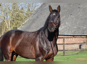 Holstein, Stallion, 6 years, 16.1 hh