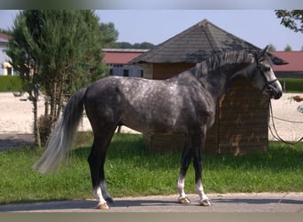 Holstein, Stallion, 6 years, 16.2 hh, Grey