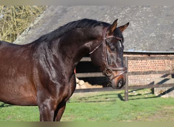 Holstein, Stallion, 6 years, 16,1 hh