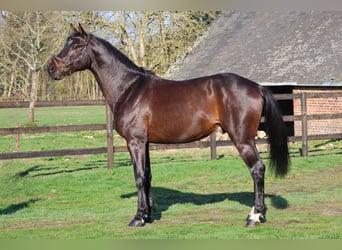 Holstein, Stallion, 6 years, 16,1 hh