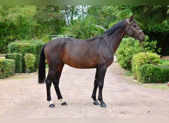 Holstein, Stallion, 6 years, 16,1 hh