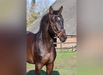 Holstein, Stallion, 6 years, 16,1 hh