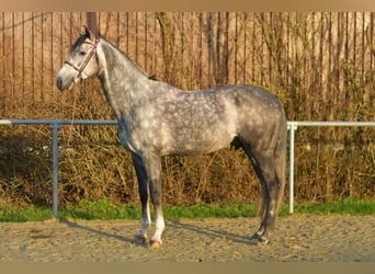 Holstein, Stallion, 6 years, 17 hh, Grey-Dapple