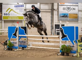 Holstein, Stallion, 6 years, 17 hh, Grey-Dapple