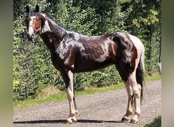 Holsteiner, Hengst, 6 Jahre, 17 hh, Schecke