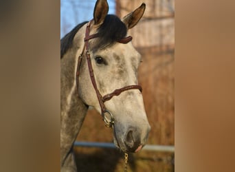 Holstein, Stallion, 6 years, 17 hh