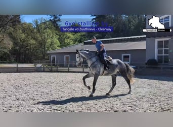 Holstein, Stallion, 7 years, 17,1 hh, Grey