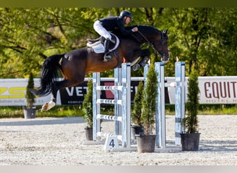 Holstein, Stallion, 8 years, 17 hh, Brown