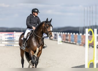 Holstein, Stallion, 8 years, 17 hh, Brown