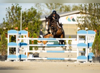 Holstein, Stallion, 8 years, 17 hh, Brown