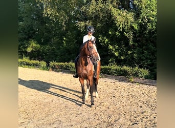 Holstein, Stallion, 8 years, Brown