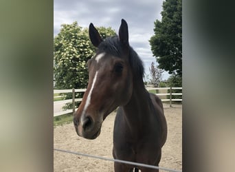 Holstein, Stallion, 9 years, 17 hh