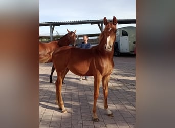 Holstein, Stallion, 9 years, 17 hh