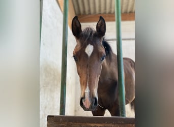 Holstein, Stallion, 9 years, 17 hh