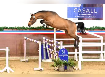 Holstein, Stallion, 3 years, 16,1 hh, Brown