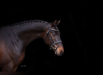 Holstein, Stallion, 4 years, 15,3 hh, Brown