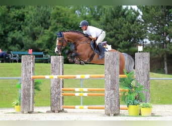 Holstein, Stallion, 14 years, 16,2 hh, Brown