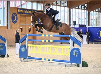 Holstein, Stallion, 14 years, 16,2 hh, Brown