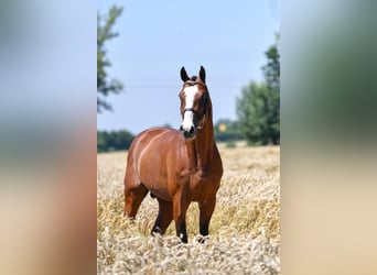 Holstein, Stallion, 14 years, 16,2 hh, Brown