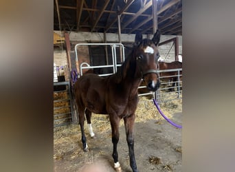 Holstein, Stallion, , 14 hh, Brown