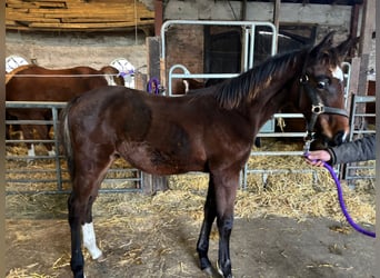 Holstein, Stallion, , 14 hh, Brown