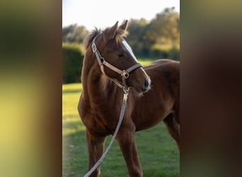 Holstein, Stallion, Foal (04/2025), 14,1 hh, Chestnut