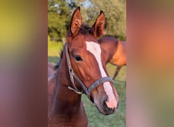 Holstein, Stallion, Foal (06/2025), 16.1 hh, Brown Holstein, Stallion, Foal (06/2025), 16.1 hh, Brown