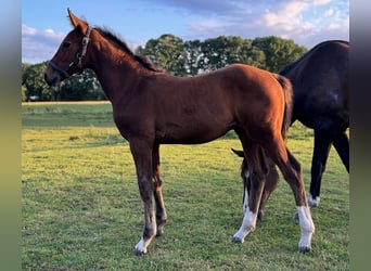 Holstein, Stallion, Foal (06/2025), 16.1 hh, Brown Holstein, Stallion, Foal (06/2025), 16.1 hh, Brown