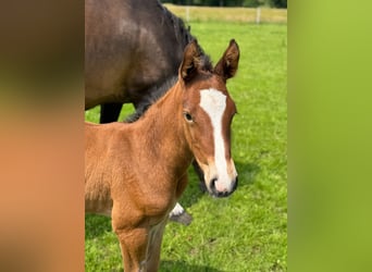 Holstein, Stallion, Foal (06/2025), 16.1 hh, Brown Holstein, Stallion, Foal (06/2025), 16.1 hh, Brown
