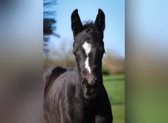 Holstein, Stallion, Foal (04/2026), 16.2 hh, Bay-Dark