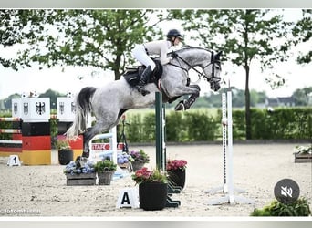 Holstein, Stallion, Foal (05/2026), 16.2 hh, Bay