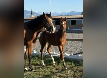 Holstein, Stallion, Foal (05/2026), 16.2 hh, Brown