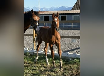 Holstein, Stallion, Foal (05/2026), 16.2 hh, Brown
