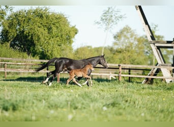 Holstein, Stallion, Foal (05/2026), 16.2 hh, Brown