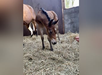 Holstein, Stallion, Foal (03/2024), 16.2 hh, Brown