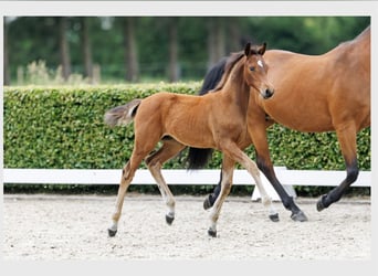 Holstein, Stallion, Foal (03/2026), 16.2 hh, Brown