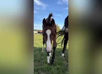 Holstein, Stallion, Foal (06/2026), 16.2 hh, Brown