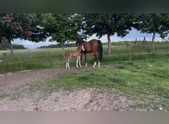 Holstein, Stallion, Foal (05/2026), 16.2 hh, Brown