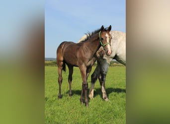 Holstein, Stallion, Foal (04/2025), 16.2 hh, Grey
