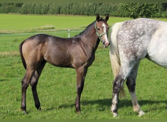 Holstein, Stallion, Foal (04/2025), 16.2 hh, Grey