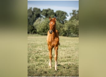 Holstein, Stallion, Foal (03/2025), 16.2 hh