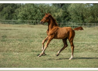 Holstein, Stallion, Foal (03/2025), 16.2 hh
