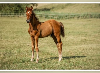 Holstein, Stallion, Foal (03/2025), 16.2 hh