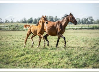 Holstein, Stallion, Foal (03/2025), 16.2 hh