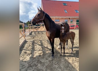 Holstein, Stallion, Foal (04/2024), 16.2 hh