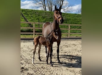 Holstein, Stallion, Foal (04/2024), 16.2 hh